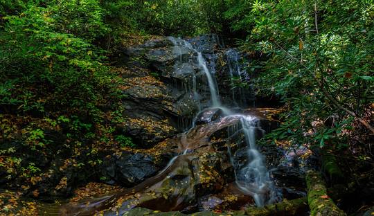 Pisgah Forest